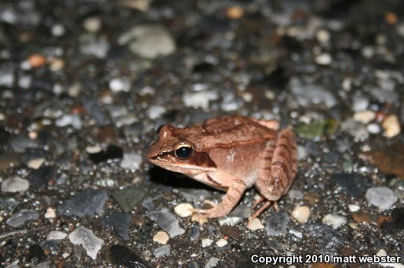 Wood Frog (Lithobates sylvaticus)