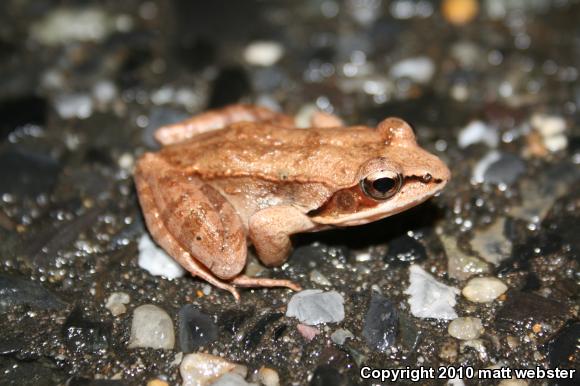 Wood Frog (Lithobates sylvaticus)