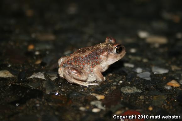 Eastern Spadefoot (Scaphiopus holbrookii)