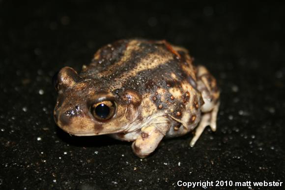 Eastern Spadefoot (Scaphiopus holbrookii)