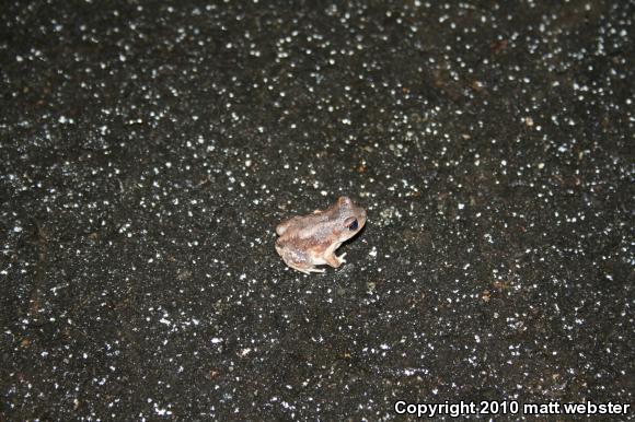 Eastern Spadefoot (Scaphiopus holbrookii)