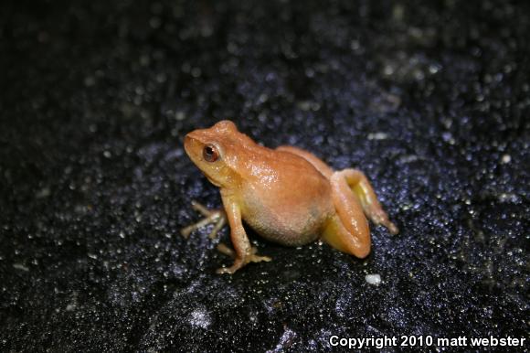 Spring Peeper (Pseudacris crucifer)