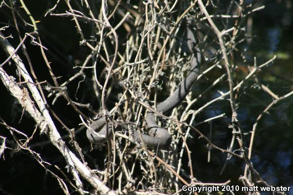 Northern Watersnake (Nerodia sipedon)