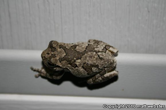 Cope's Gray Treefrog (Hyla chrysoscelis)