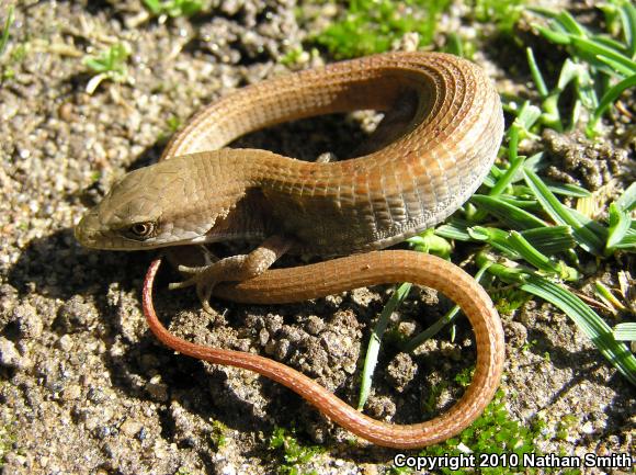 San Diego Alligator Lizard (Elgaria multicarinata webbii)