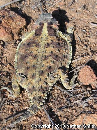 Blainville's Horned Lizard (Phrynosoma blainvillii)