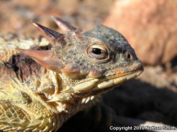 Blainville's Horned Lizard (Phrynosoma blainvillii)