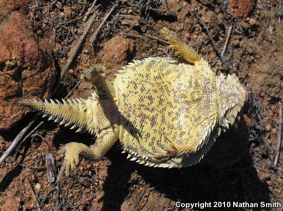 Blainville's Horned Lizard (Phrynosoma blainvillii)