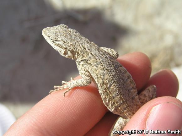 Western Long-tailed Brush Lizard (Urosaurus graciosus graciosus)