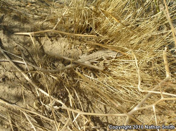 Western Long-tailed Brush Lizard (Urosaurus graciosus graciosus)