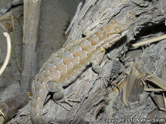 Western Side-blotched Lizard (Uta stansburiana elegans)