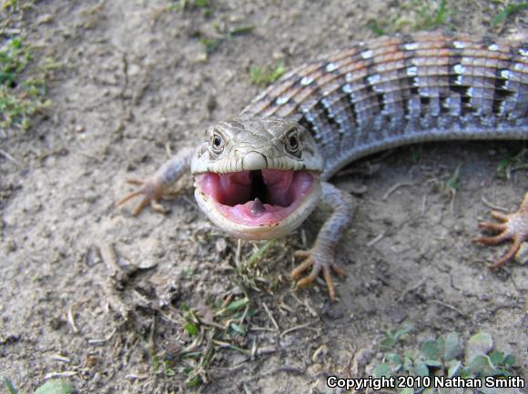 San Diego Alligator Lizard (Elgaria multicarinata webbii)