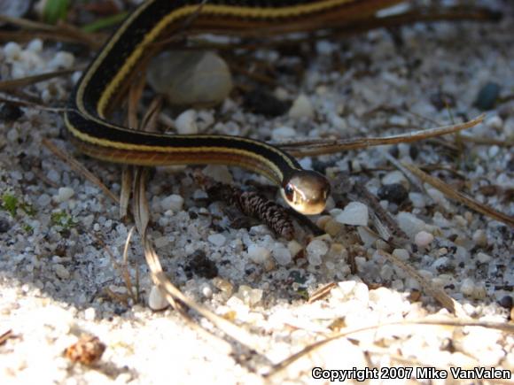 Eastern Ribbonsnake (Thamnophis sauritus sauritus)