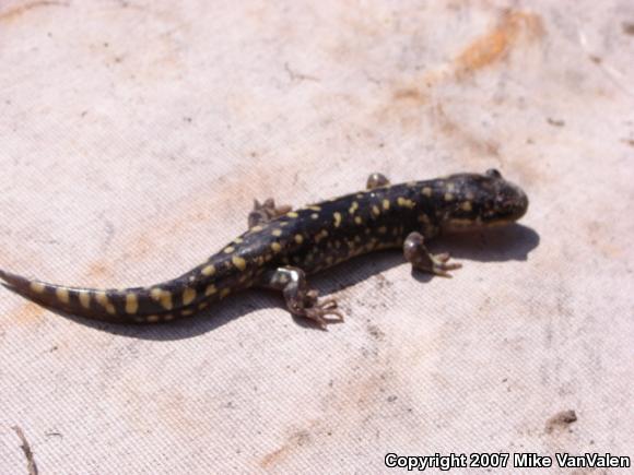 Eastern Tiger Salamander (Ambystoma tigrinum tigrinum)