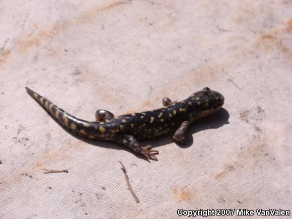 Eastern Tiger Salamander (Ambystoma tigrinum tigrinum)