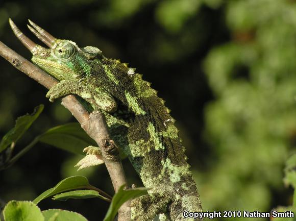 Jackson's Chameleon (Chamaeleo jacksonii)