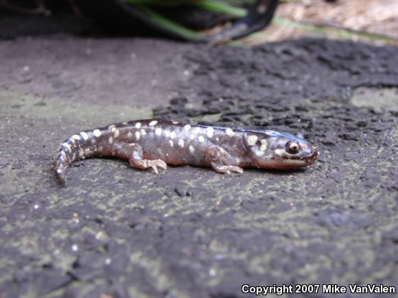 Eastern Tiger Salamander (Ambystoma tigrinum tigrinum)