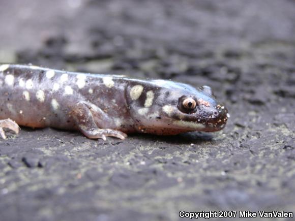 Eastern Tiger Salamander (Ambystoma tigrinum tigrinum)