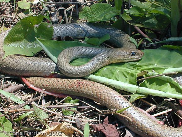 Neotropical Whipsnake (Coluber mentovarius mentovarius)