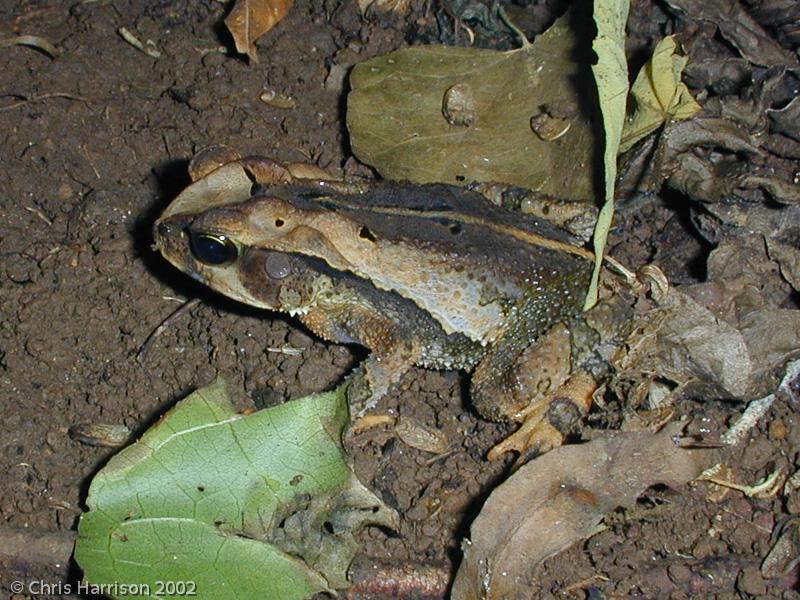Mountain Toad (Ollotis cavifrons)