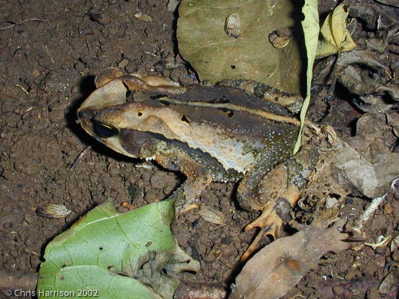 Mountain Toad (Ollotis cavifrons)