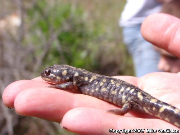 Eastern Tiger Salamander (Ambystoma tigrinum tigrinum)