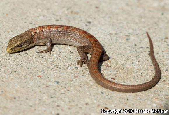 California Alligator Lizard (Elgaria multicarinata multicarinata)