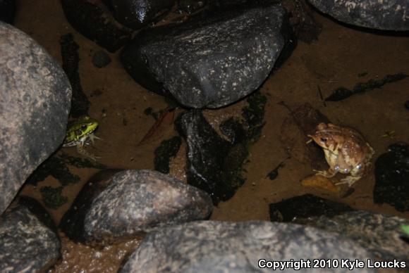 Northern Green Frog (Lithobates clamitans melanota)