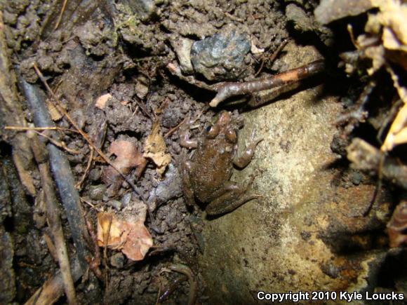 Northern Green Frog (Lithobates clamitans melanota)