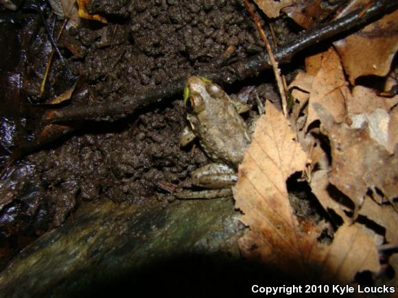 Northern Green Frog (Lithobates clamitans melanota)