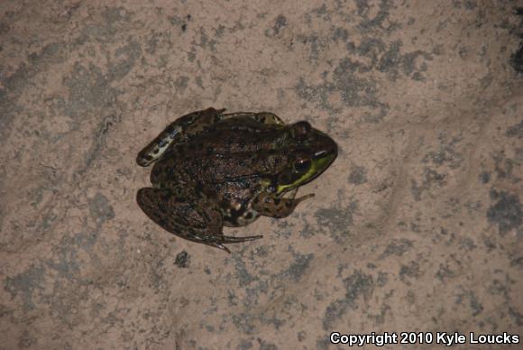 Northern Green Frog (Lithobates clamitans melanota)