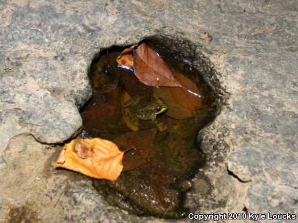 Northern Green Frog (Lithobates clamitans melanota)