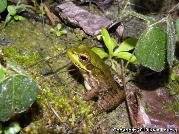 Northern Green Frog (Lithobates clamitans melanota)