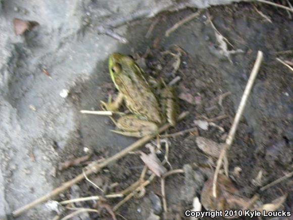 Northern Green Frog (Lithobates clamitans melanota)