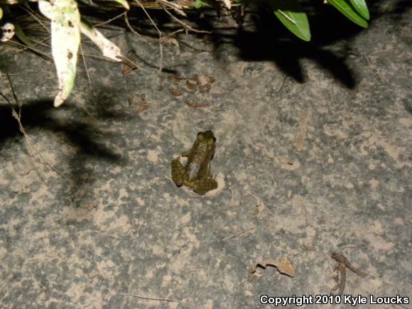 Northern Green Frog (Lithobates clamitans melanota)