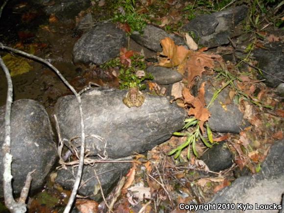 Northern Green Frog (Lithobates clamitans melanota)