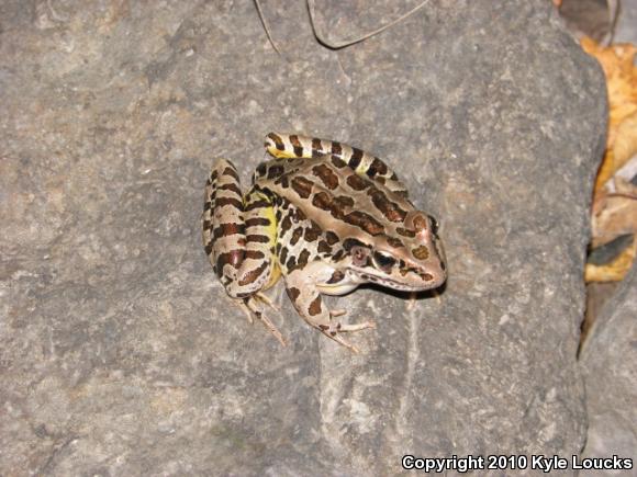 Pickerel Frog (Lithobates palustris)