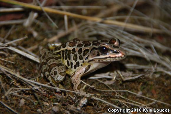 Pickerel Frog (Lithobates palustris)