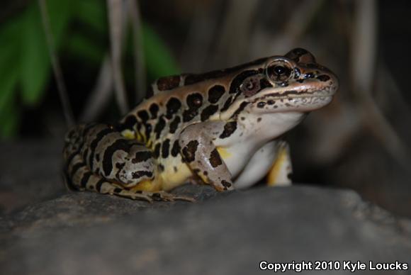 Pickerel Frog (Lithobates palustris)