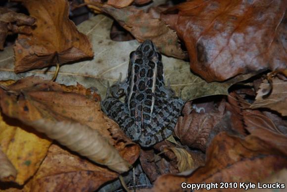 Pickerel Frog (Lithobates palustris)