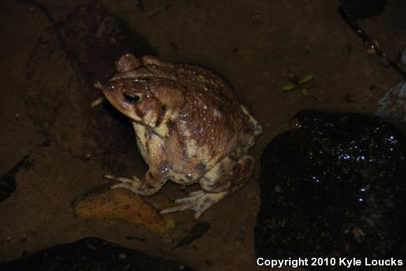 Eastern American Toad (Anaxyrus americanus americanus)