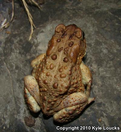 Eastern American Toad (Anaxyrus americanus americanus)