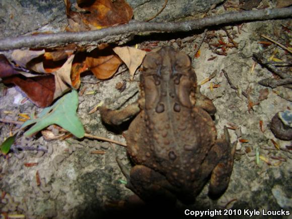 Eastern American Toad (Anaxyrus americanus americanus)