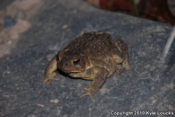 Eastern American Toad (Anaxyrus americanus americanus)