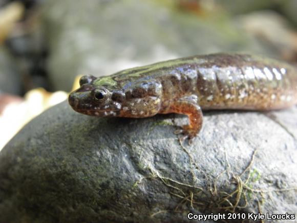 Northern Dusky Salamander (Desmognathus fuscus)