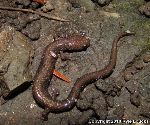 Eastern Red-backed Salamander (Plethodon cinereus)