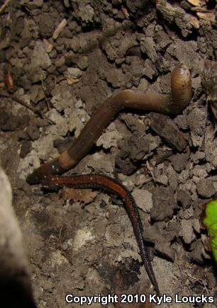 Eastern Red-backed Salamander (Plethodon cinereus)