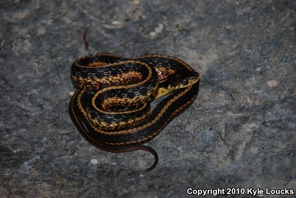 Eastern Gartersnake (Thamnophis sirtalis sirtalis)