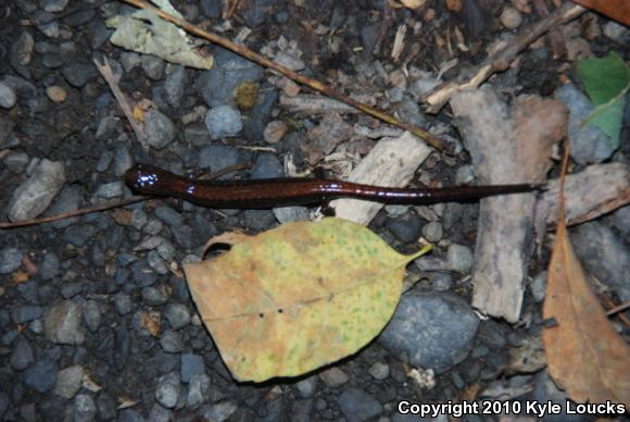 Eastern Red-backed Salamander (Plethodon cinereus)