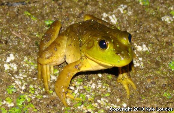 American Bullfrog (Lithobates catesbeianus)